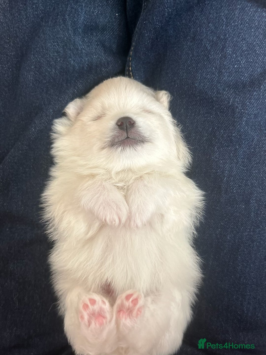 Pomeranian dogs for sale: Beautiful ** Pomeranian puppies  - Image 6