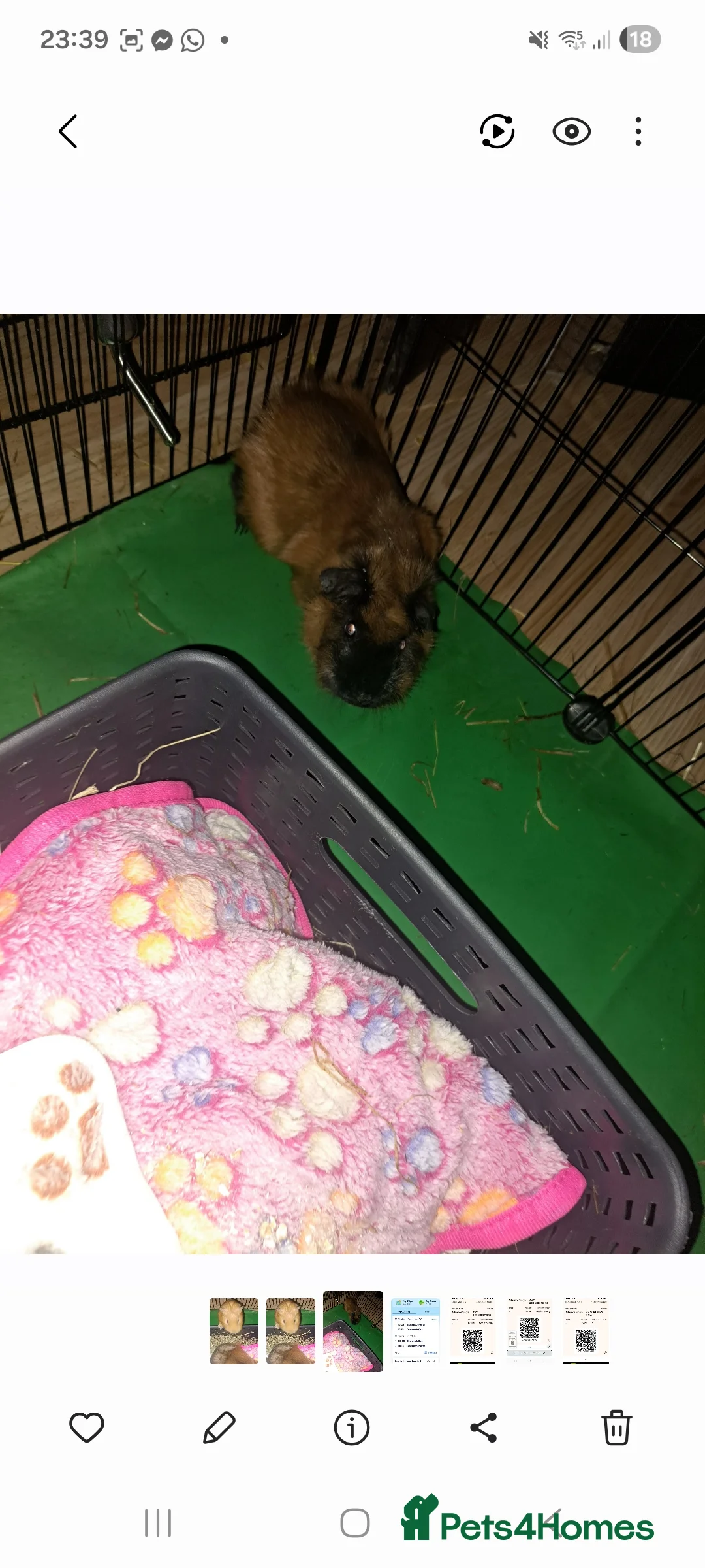 Guinea Pig rodents for sale: 2 beautiful male guinea pigs - Advert 2