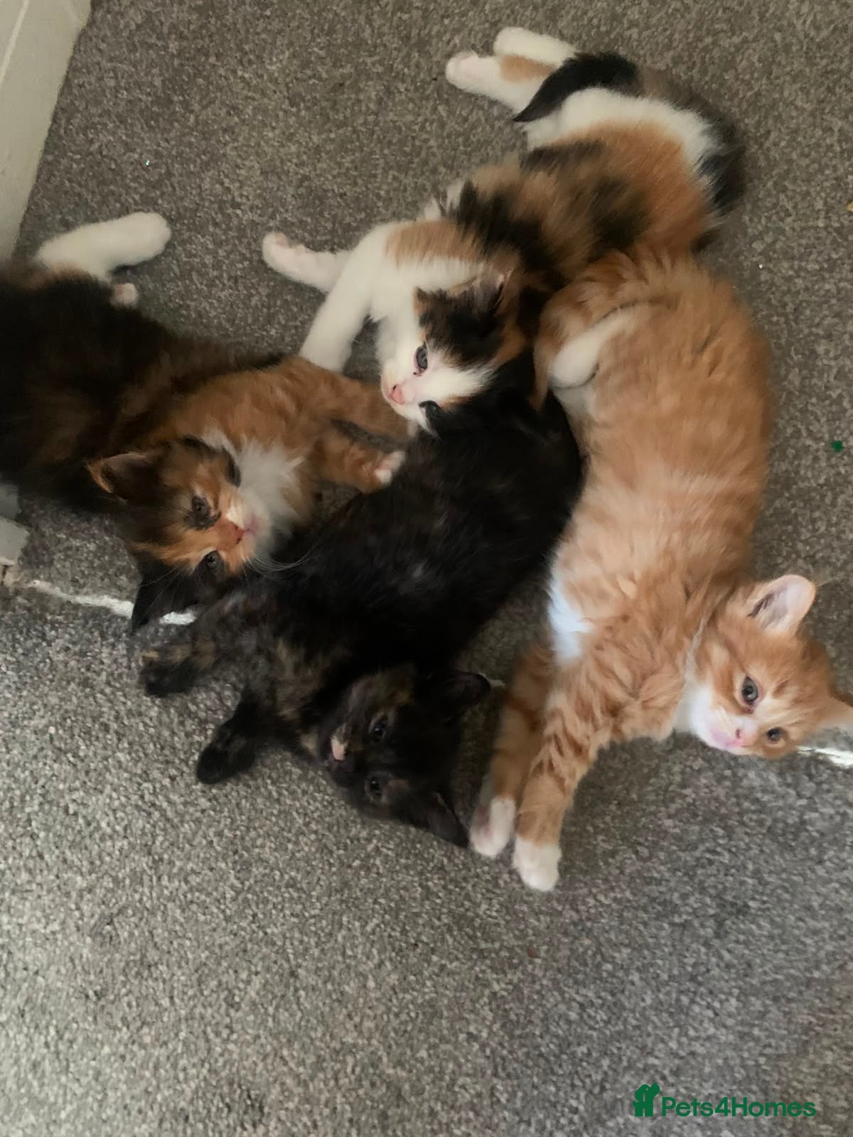 Mixed Breed cats for sale: 4 Beautiful kittens - Advert 7