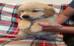 Golden Retriever dogs for sale: KC Registered Golden Retrievers  - Image 23