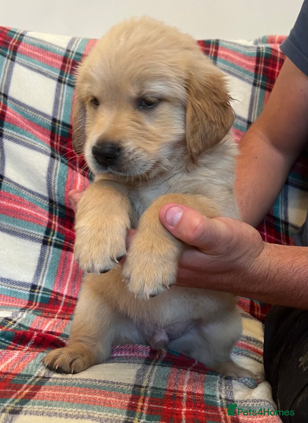 Golden Retriever dogs for sale: KC Registered Golden Retrievers  - Image 23