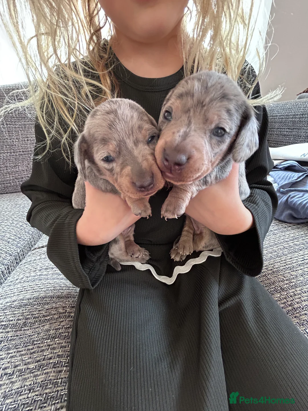 Dachshund dogs for sale: Dachshund puppies - Advert 10