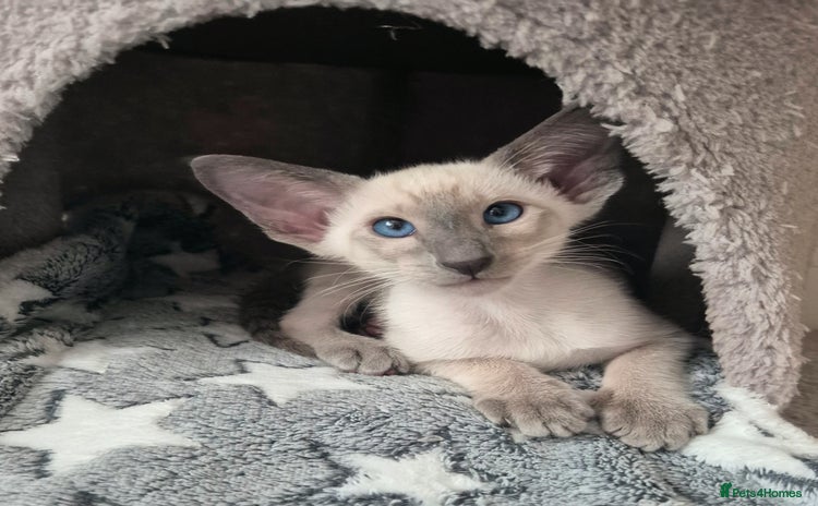 Siamese cats - Advert 2