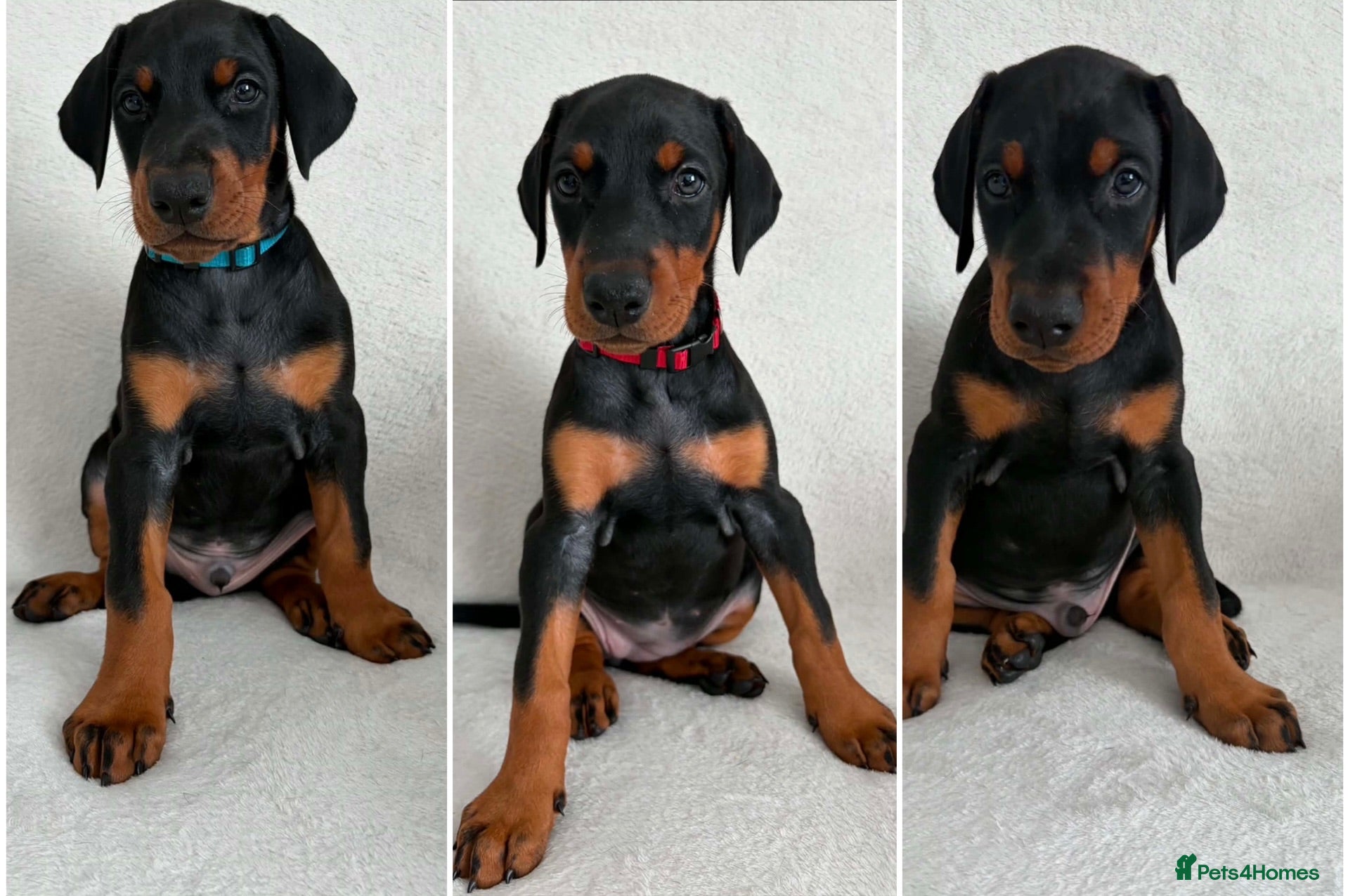 Dobermann dogs KC REGISTERED - DOBERMAN PUPPIES - Advert 4