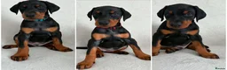 Dobermann dogs for sale: KC REGISTERED - DOBERMAN PUPPIES - Advert 5