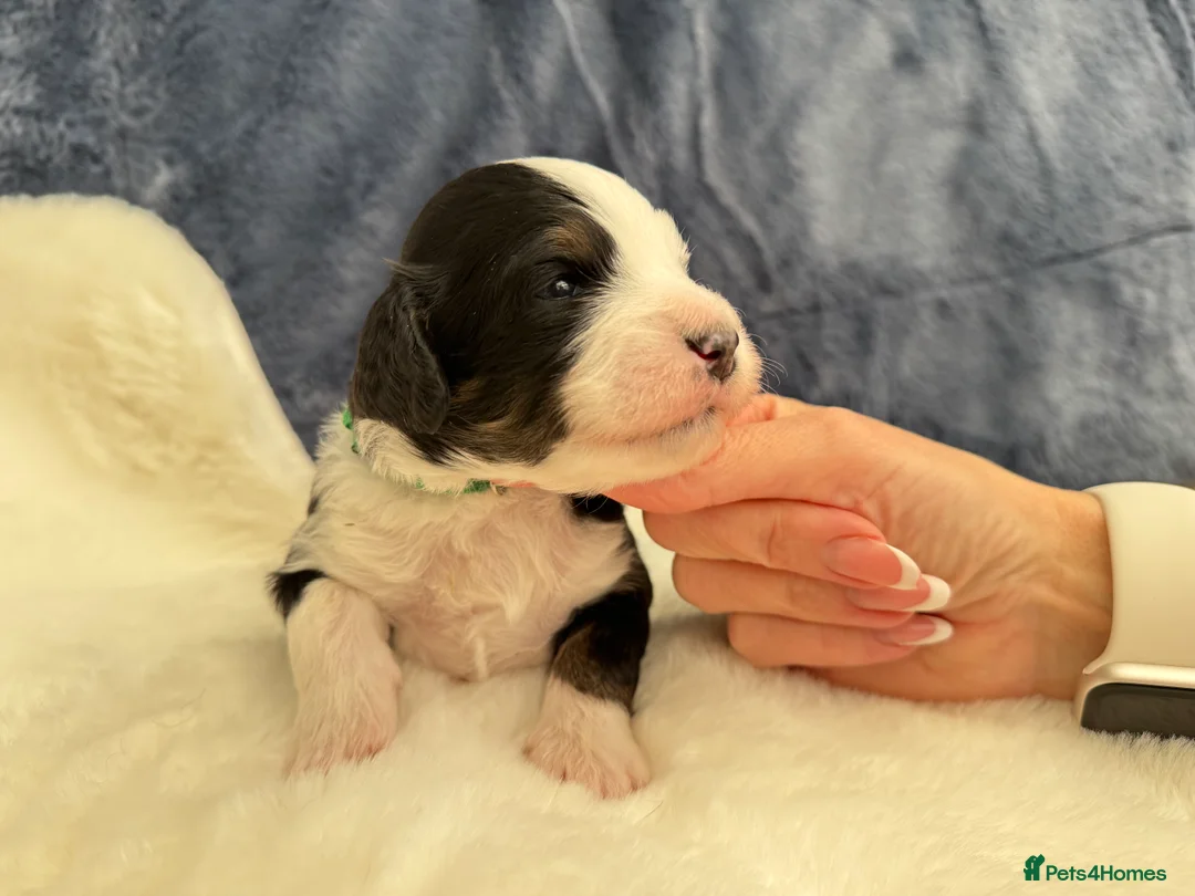 Bernedoodle dogs for sale: Gorgeous Bernedoodle puppies 🖤 - Advert 4