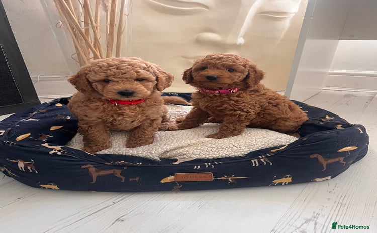 Mini Goldendoodle dogs for sale - Advert 1