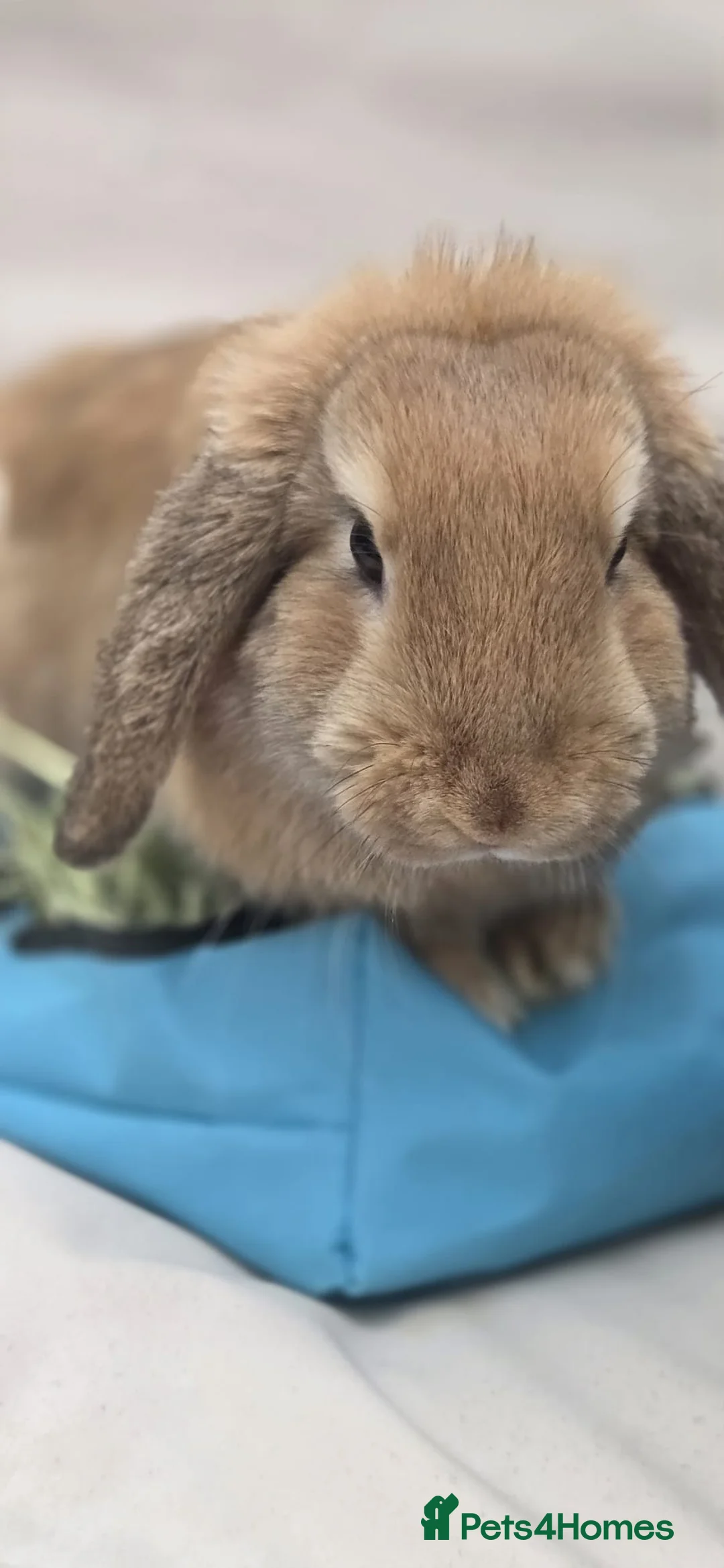 Mini Lop rabbits for sale: Beautiful Mini Lop Buck, Friendly & Gentle - Advert 7