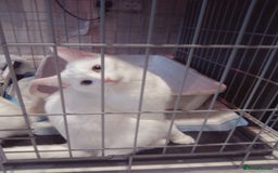 Scottish Fold cats for sale: 1 cutie cream folded girl & 1 straight cream  girl - Advert 11