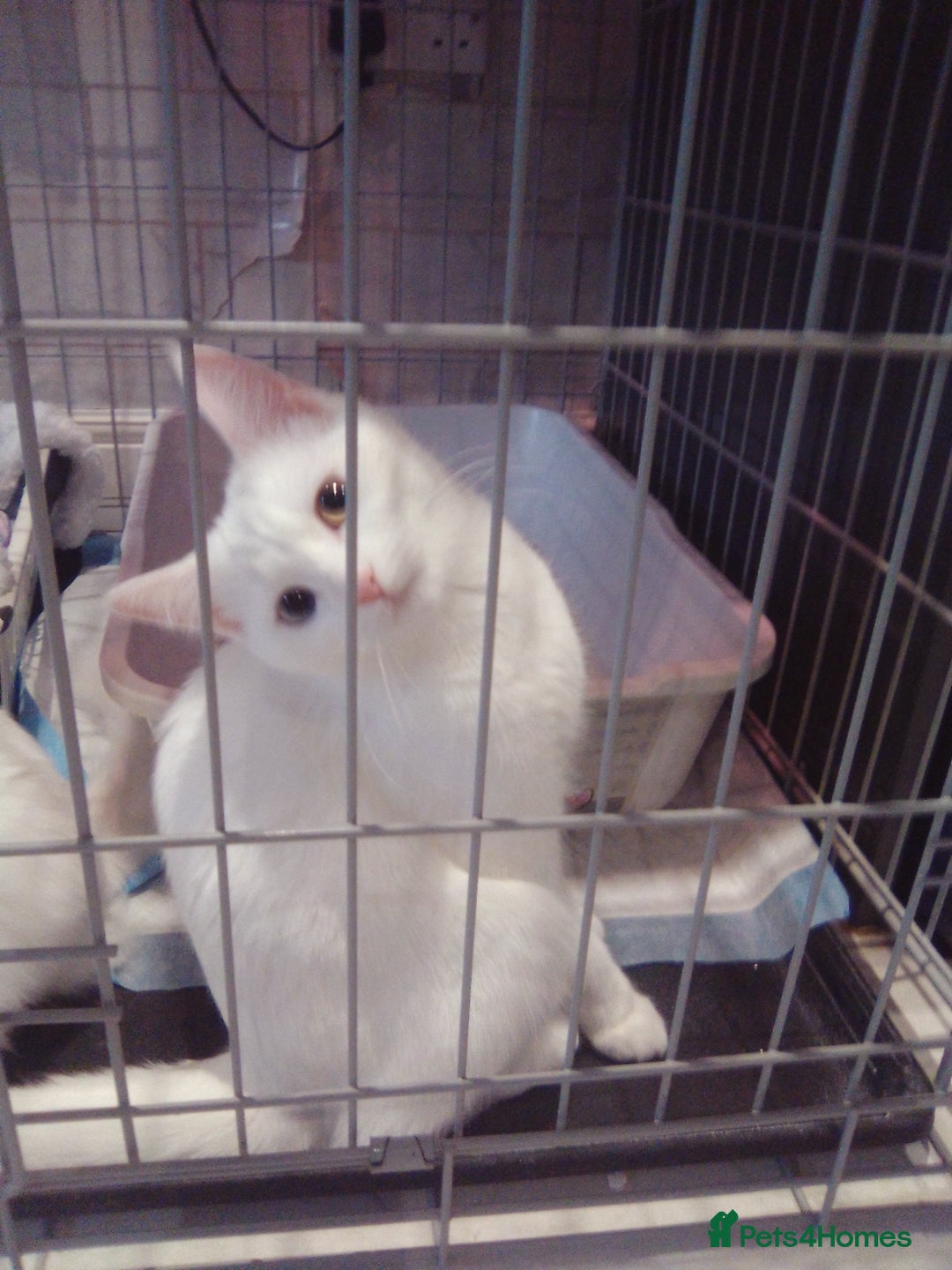 Scottish Fold cats for sale: 1 cutie cream folded girl & 1 straight cream  girl - Advert 11