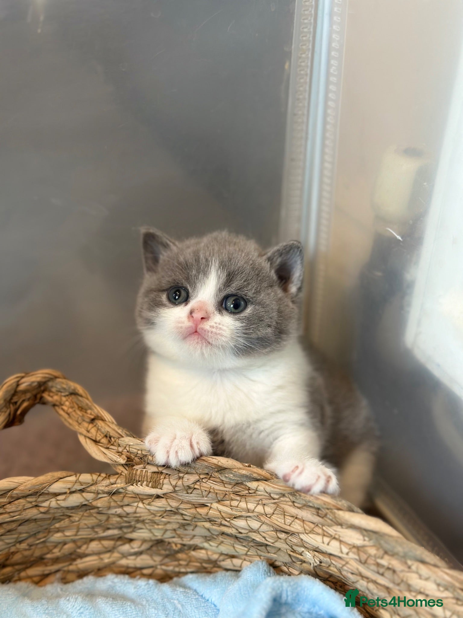British Shorthair cats 💙 Bicolour Blue and White British Shorthair  - Advert 1