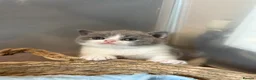 British Shorthair cats for sale: 💙 Bicolour Blue and White British Shorthair  - Advert 1