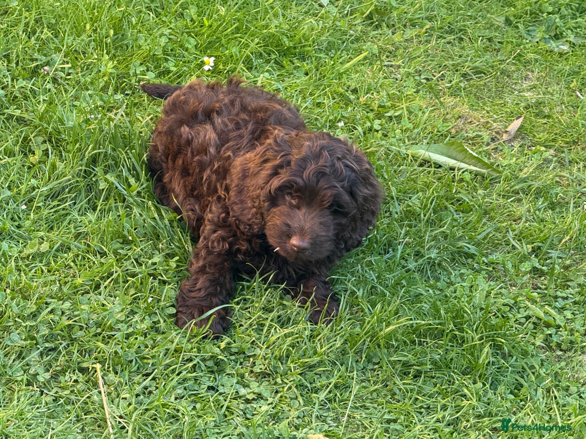 Cockapoo dogs Very small F1 cockapoo puppies for sale  - Advert 2