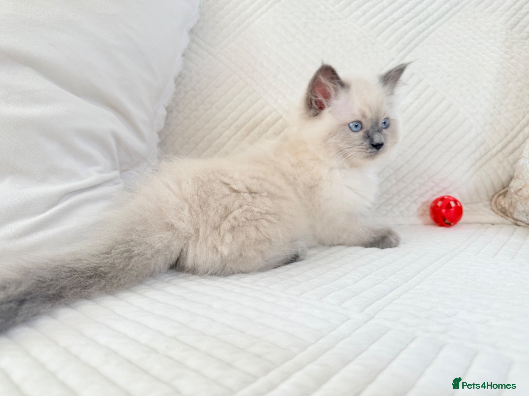 Ragdoll cats Blue Point Ragdoll Kittens 3 boys left  - Advert 2