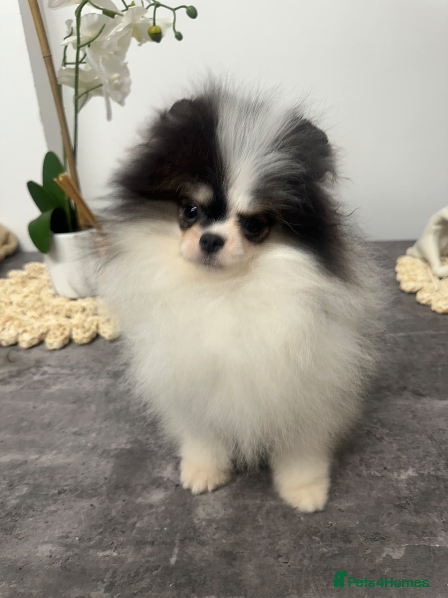 Pomeranian dogs Beautiful Pomeranians 🖤🤍 - Advert 1