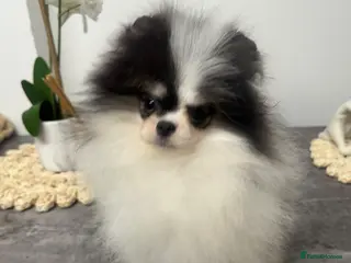 Pomeranian dogs Beautiful Pomeranians 🖤🤍 - Advert 1