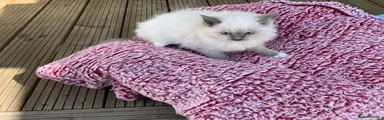 Ragdoll 2