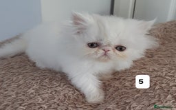 Persian cats for sale: GCCF REGISTERED PERSIAN KITTENS  - Image 5