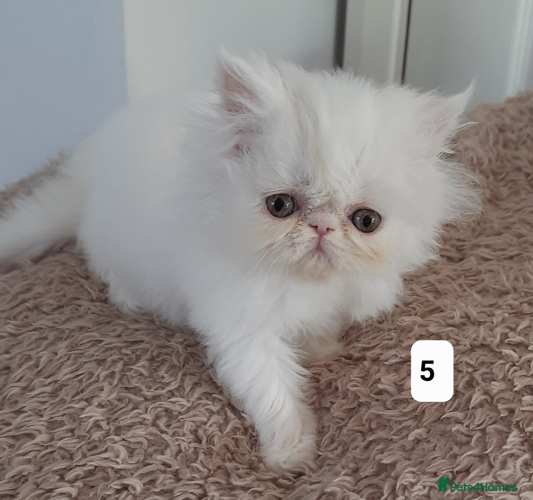 Persian cats for sale: GCCF REGISTERED PERSIAN KITTENS  - Image 5