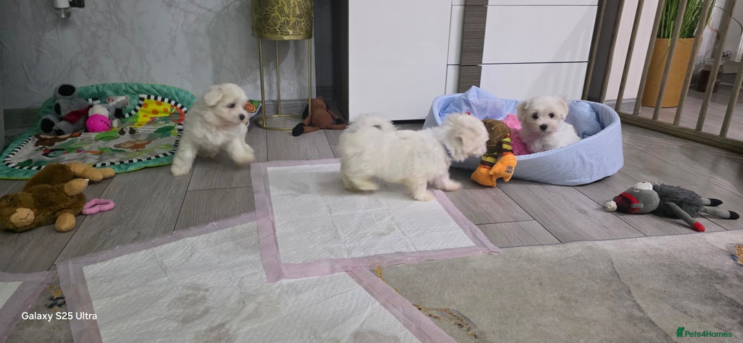 Maltese dogs for sale: Lovely Maltese Puppies - Image 23