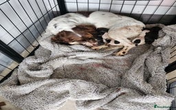 Cocker Spaniel dogs for sale: 7 pups for sale - Image 8