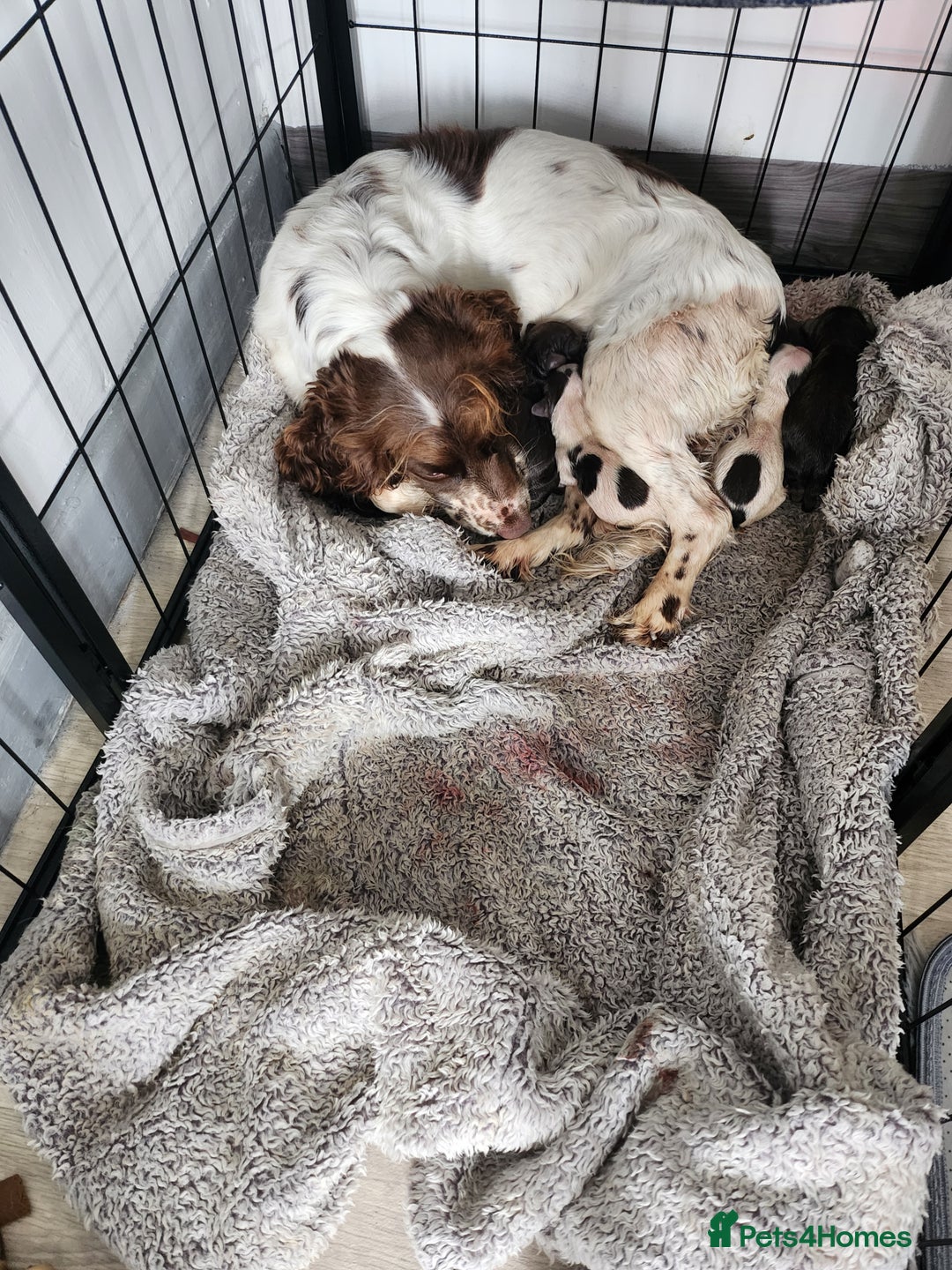 Cocker Spaniel dogs for sale: 7 pups for sale - Image 8