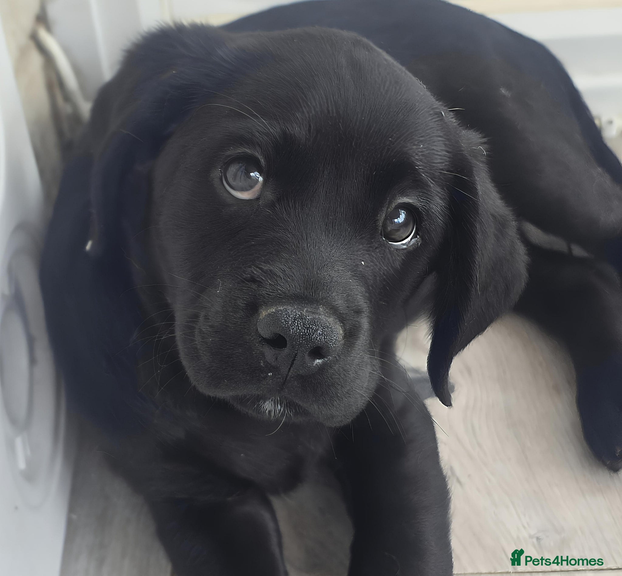 Mixed Breed dogs for sale: Cavador! Rare Ready 2 leave. 1 beautiful boy left. - Advert 3