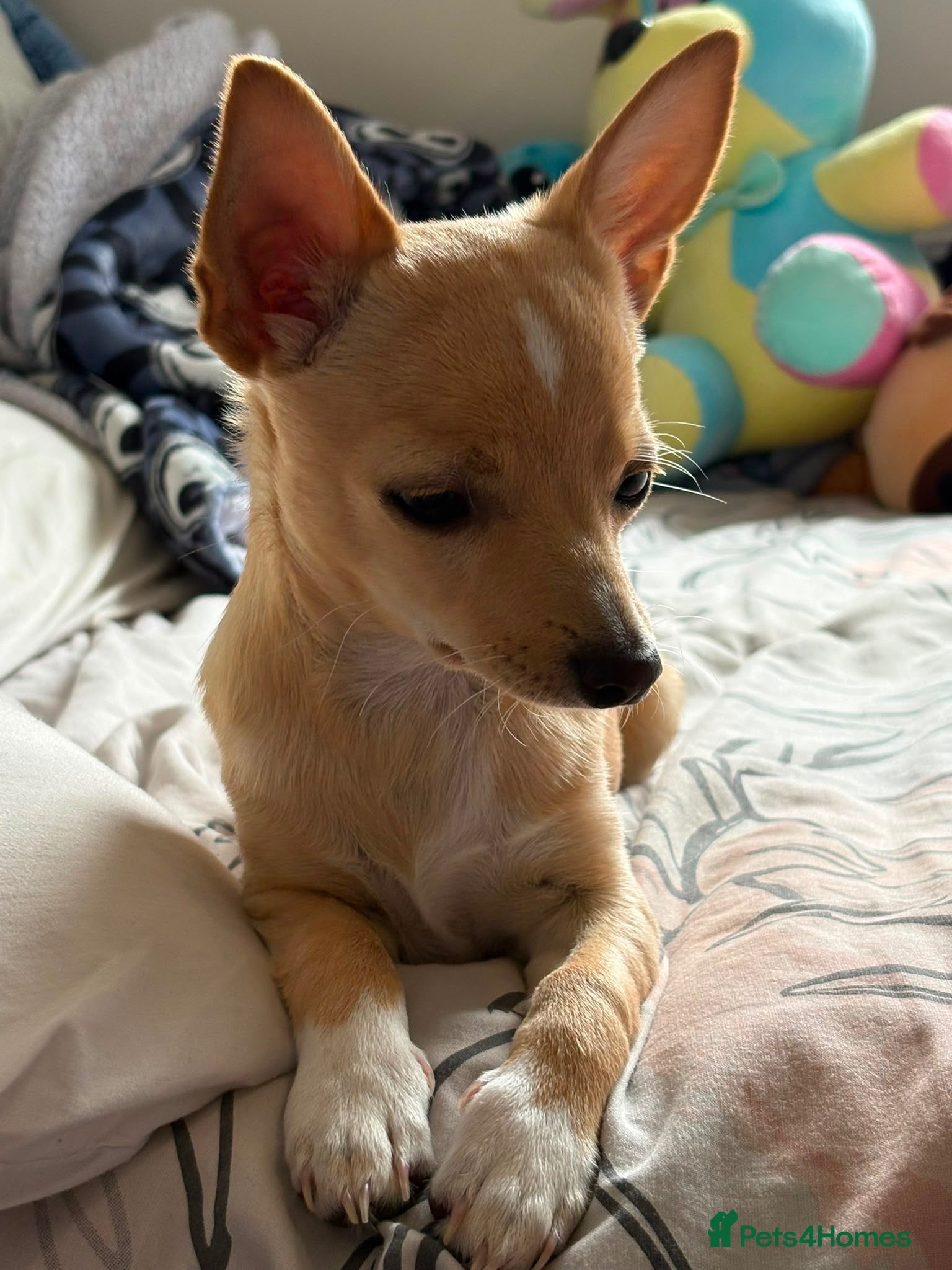 Chihuahua dogs Beautiful baby boy for sale - Advert 7