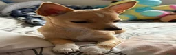 Chihuahua dogs for sale: Beautiful baby boy for sale - Advert 1