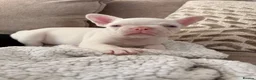 French Bulldog dogs for sale: Pink french bulldog - Advert 11