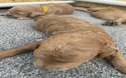 Goldendoodle dogs for sale: F1b Goldendoodles available for reservation - Image 7