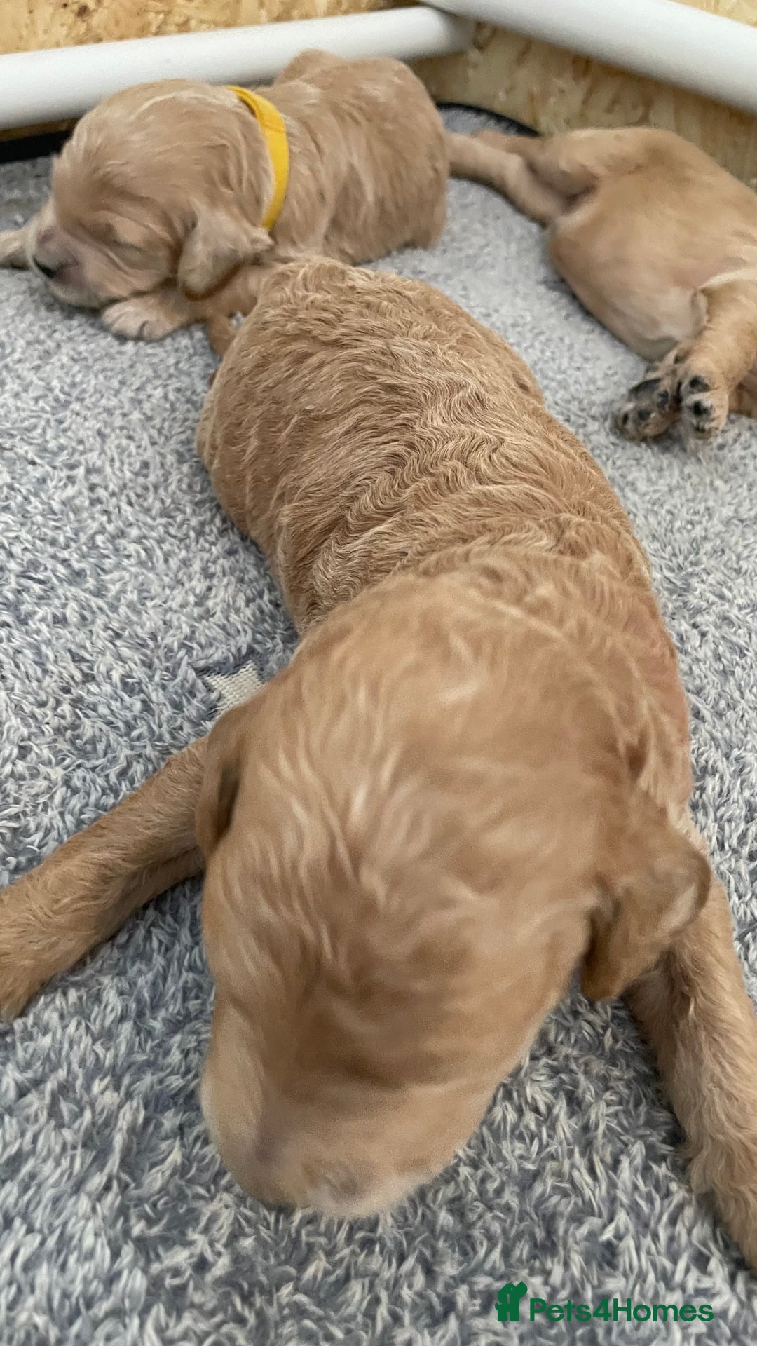 Goldendoodle dogs for sale: F1b Goldendoodles available for reservation - Image 7