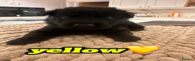 German Shepherd - YELLOW