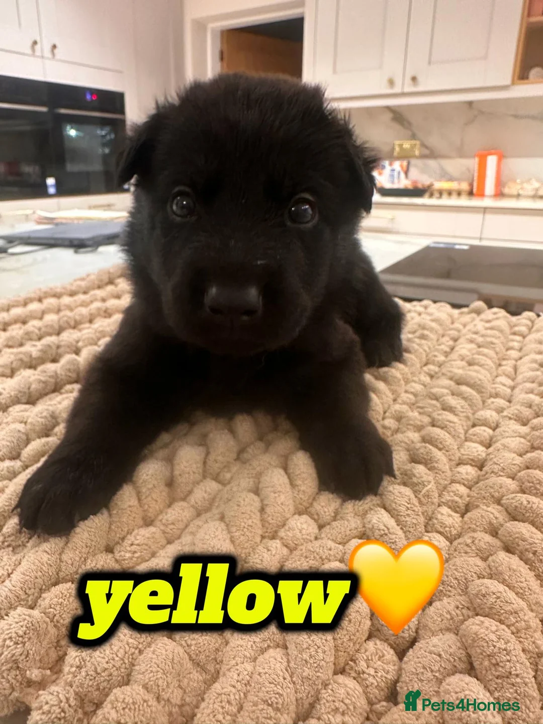 German Shepherd dogs for sale: Exceptional German Shepherd Puppies  - Advert 2