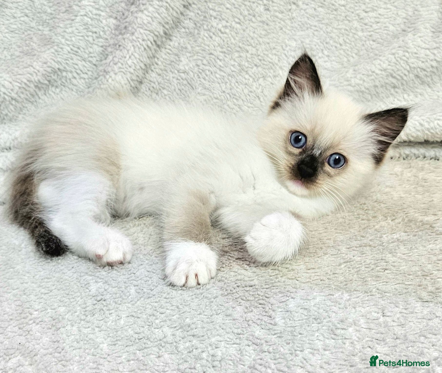 Ragdoll cats Stunning Ragdoll Kittens Available - Advert 2