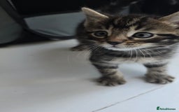 Bengal cats for sale:  Bengal with long haired blk & white kittens - Image 31