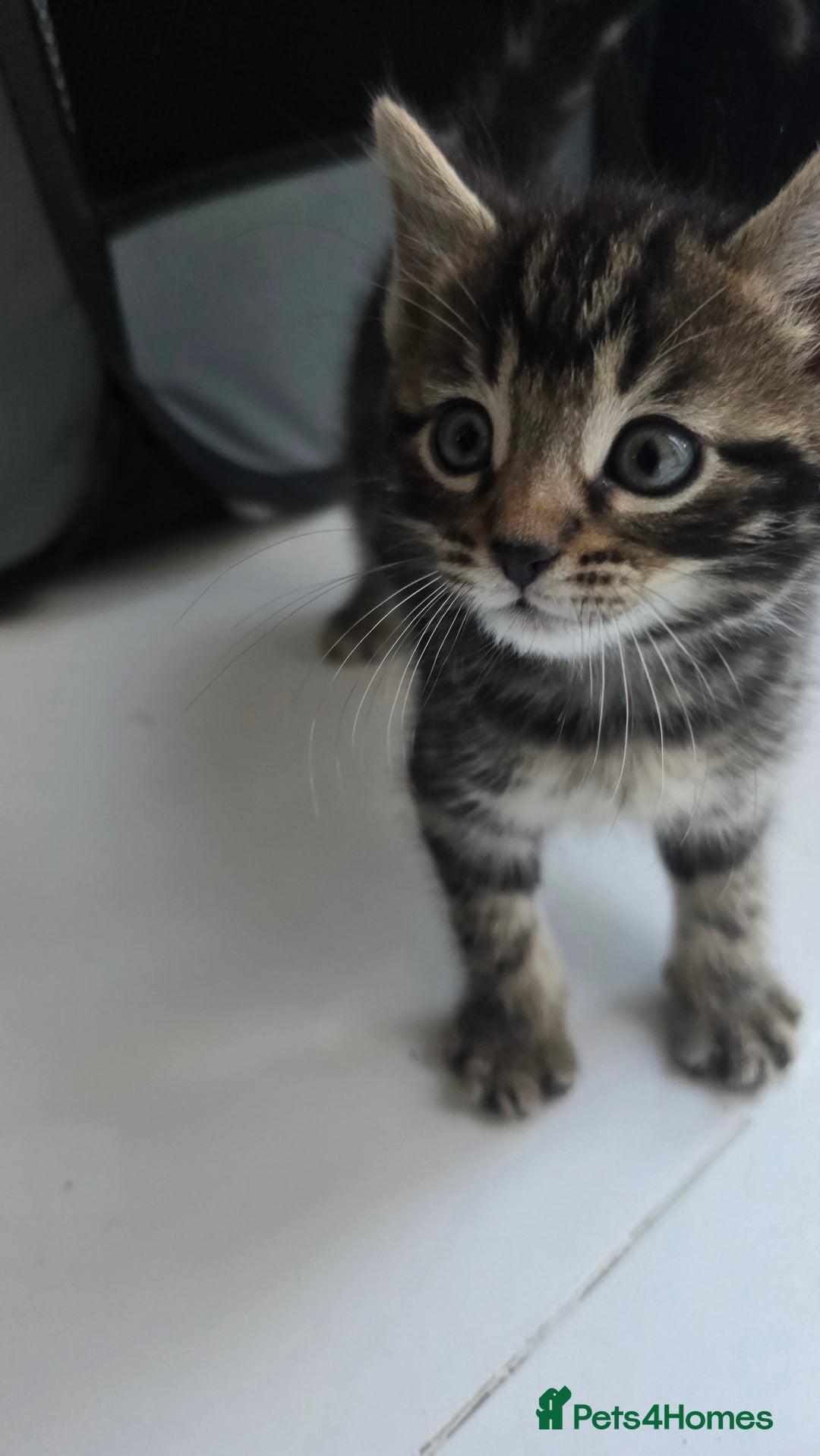 Bengal cats for sale:  Bengal with long haired blk & white kittens - Image 31