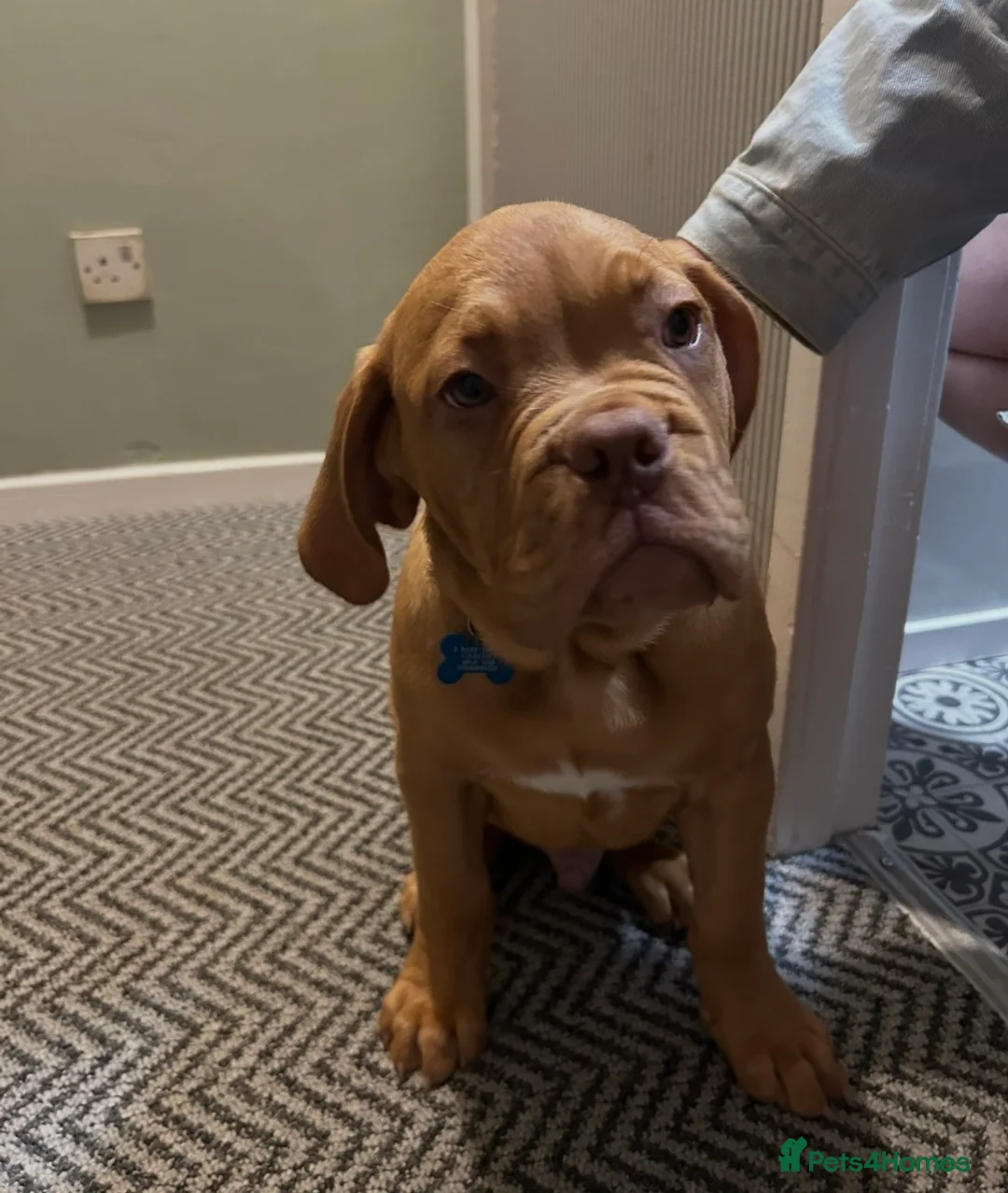 Dogue De Bordeaux dogs for sale: Dogue De Bordeaux Puppies in Carluke - Advert 4