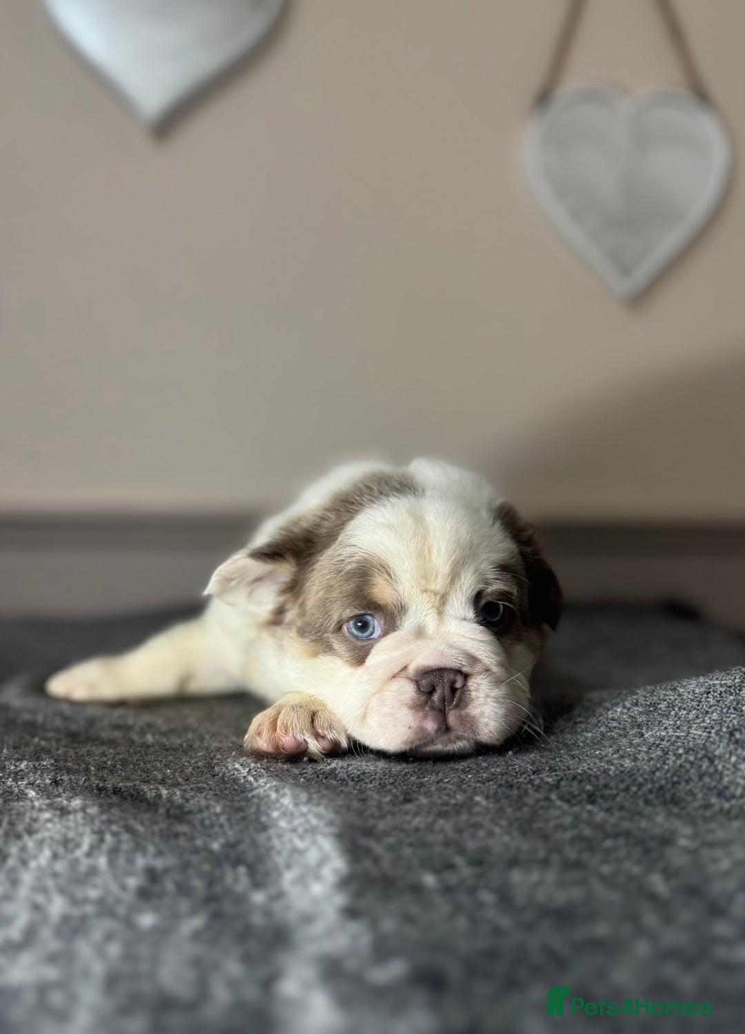 Mixed Breed dogs for sale: Bulldog puppies  - Advert 10