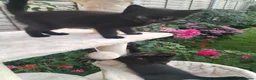 Mixed Breed cats for sale: Black kittens  - Advert 9