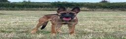 Belgian Shepherd Dog dogs for sale: Mali/dutch Female BRN  - Advert 4