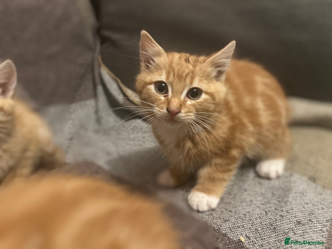 Domestic Shorthair cats for sale: *Ginger Bundles of Joy! 🐱❤️* - Image 6