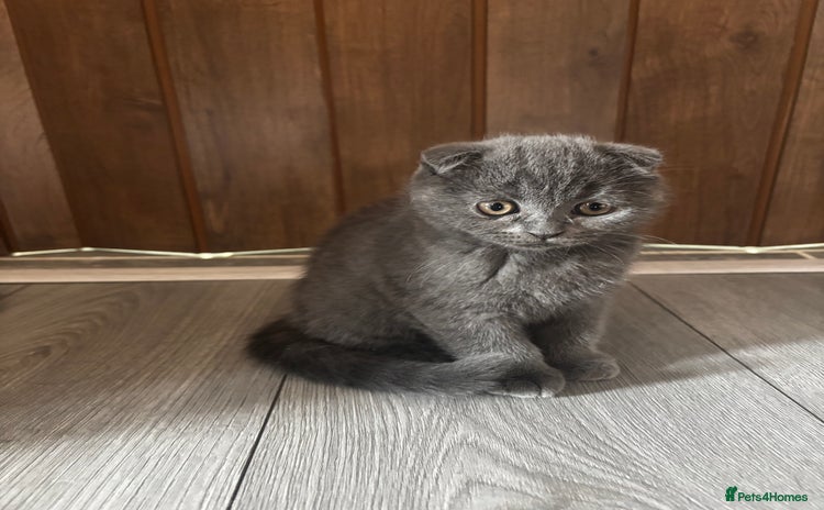 Scottish Fold cats - Advert 6