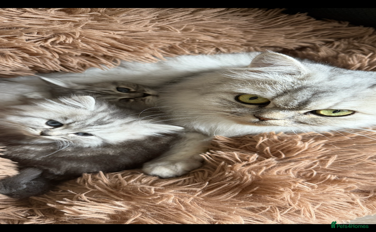Persian cats - Advert 3