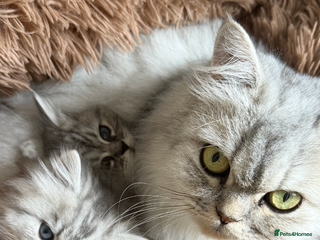 Persian cats - Advert 20