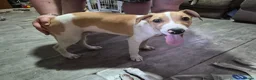 Lurcher dogs for sale: Last handsome Male lurcher puppy - Advert 8