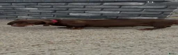Dachshund dogs for sale: Mini dachshund puppy’s ready to leave  - Advert 3