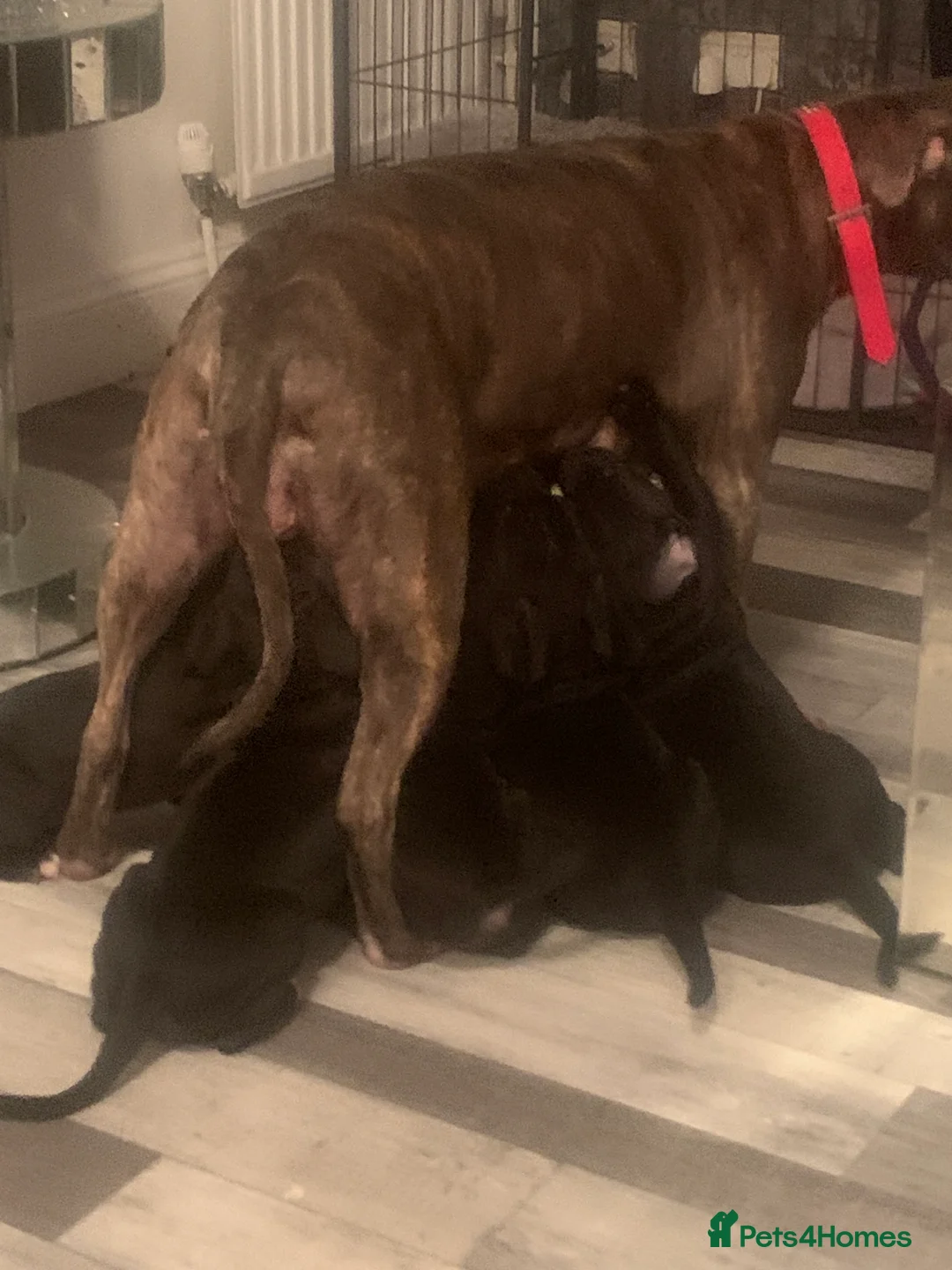 Mixed Breed dogs for sale: Miss Leanne smith - Advert 2