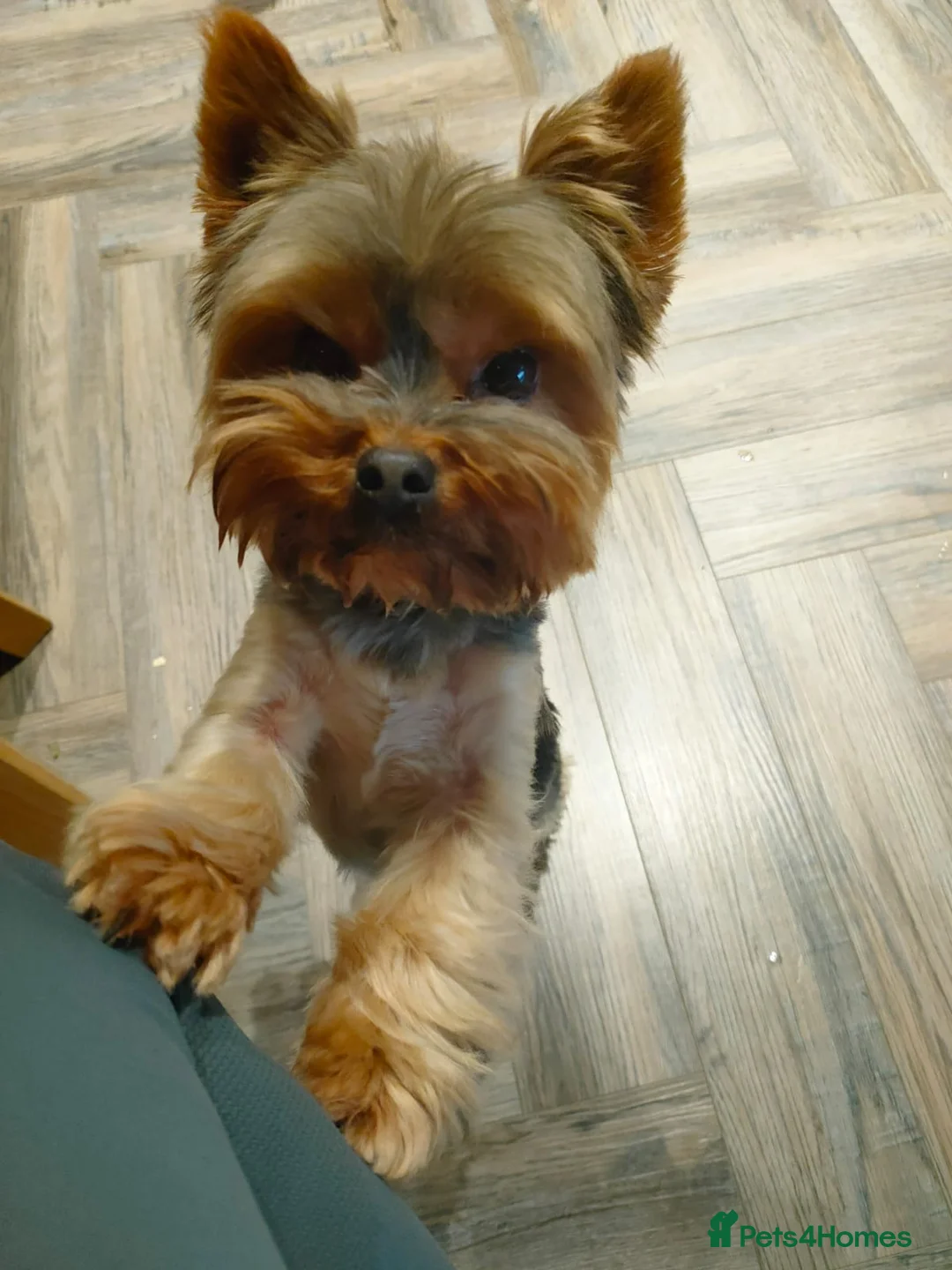 Yorkshire Terrier dogs for sale: Three stunning Yorkshire terrier puppies  - Advert 21