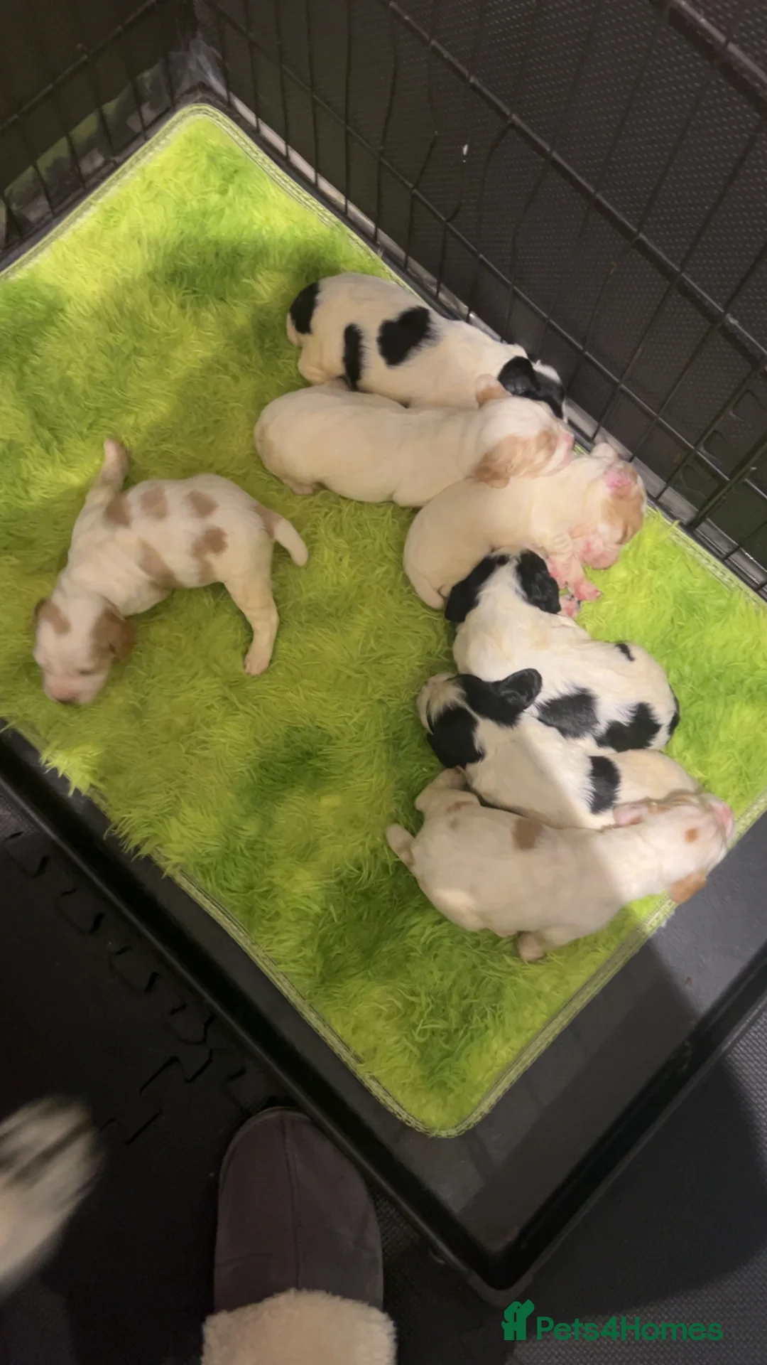 Cocker Spaniel dogs for sale: kC reg cocker spaniel pups - Advert 10